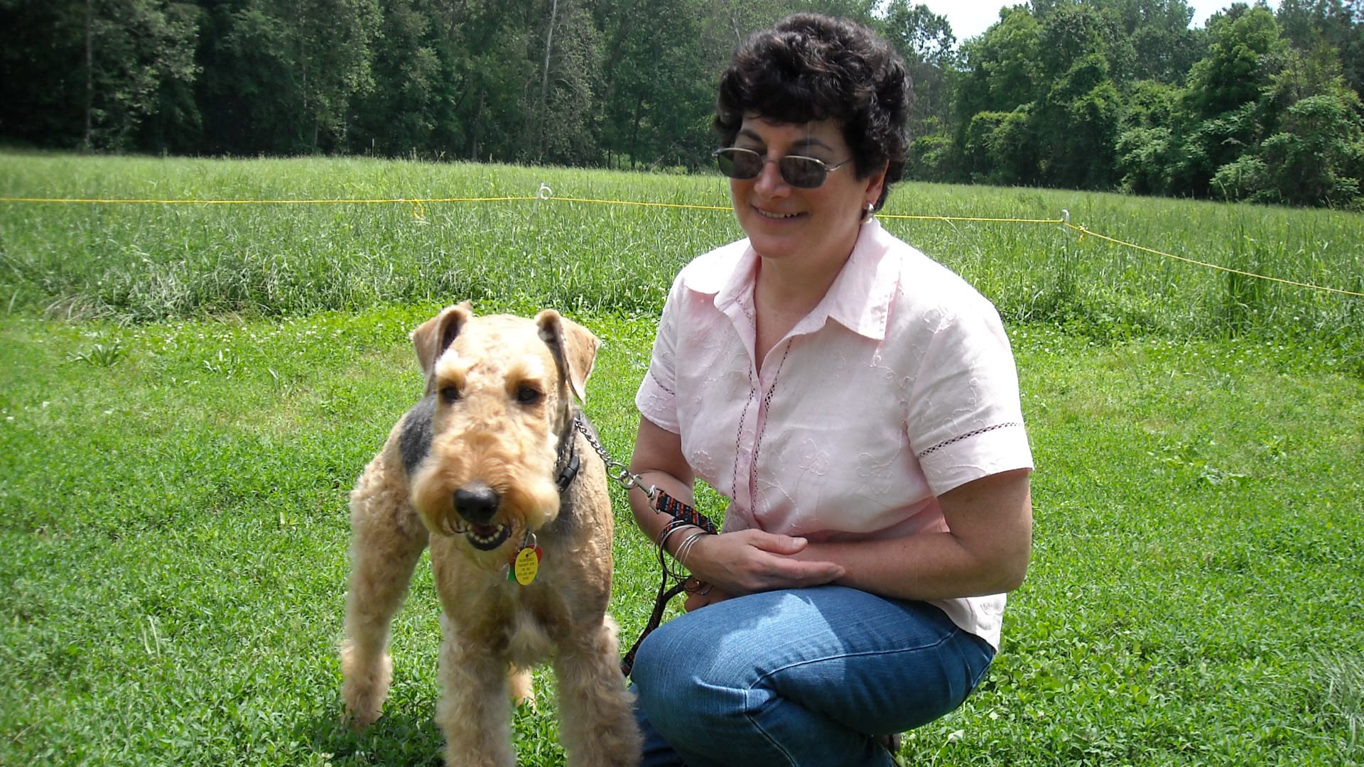 bull terrier dogs 101