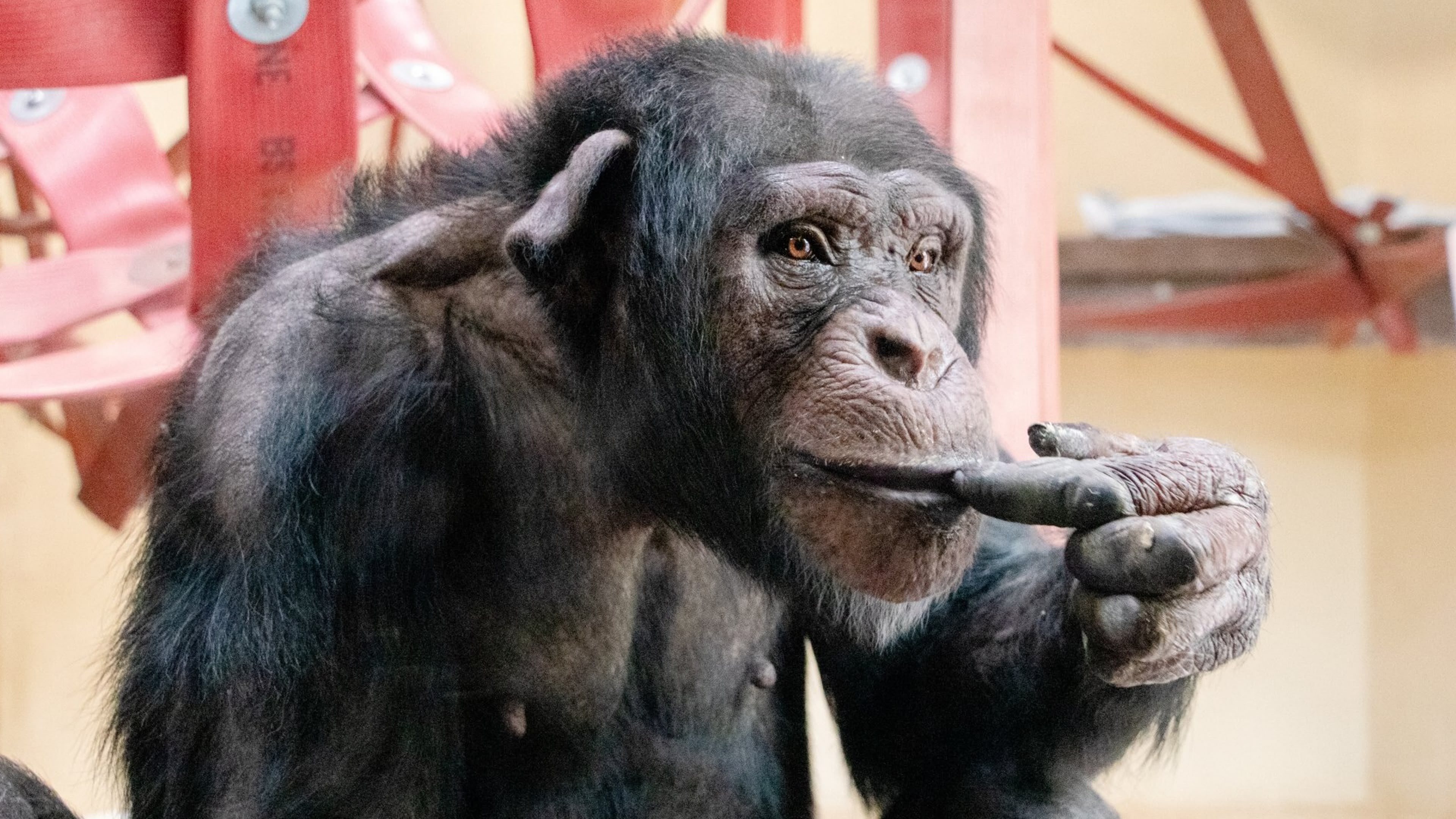 Monkey Life | Season 16 Episode 3 | Sky.com