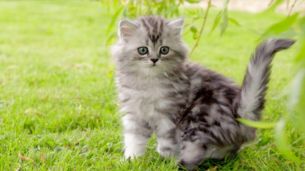 the secret life of kittens