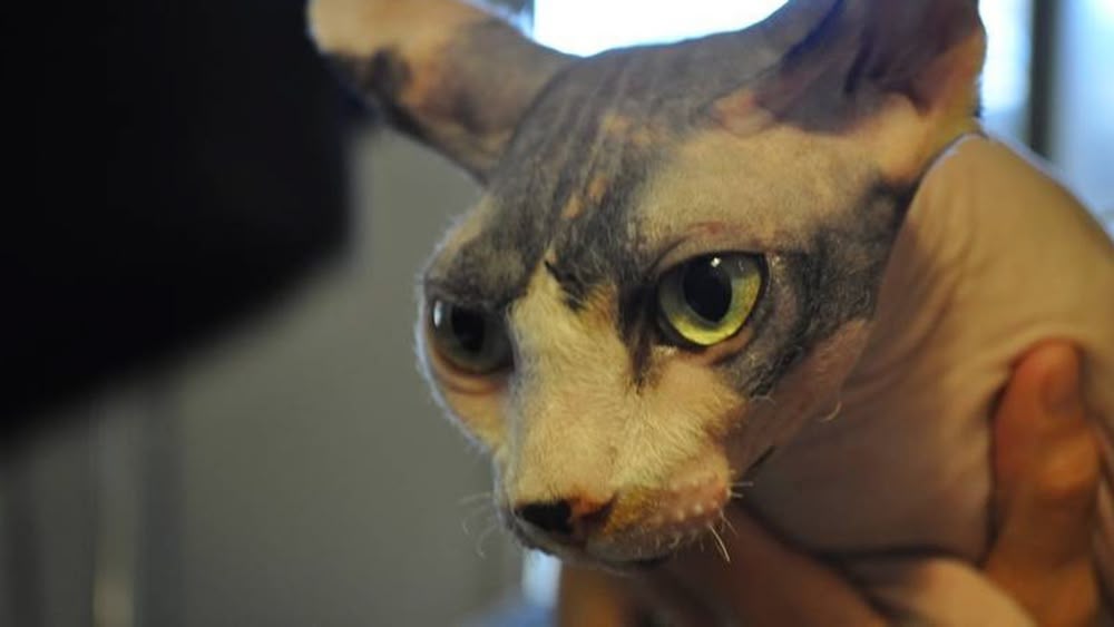 science diet id dry dog food