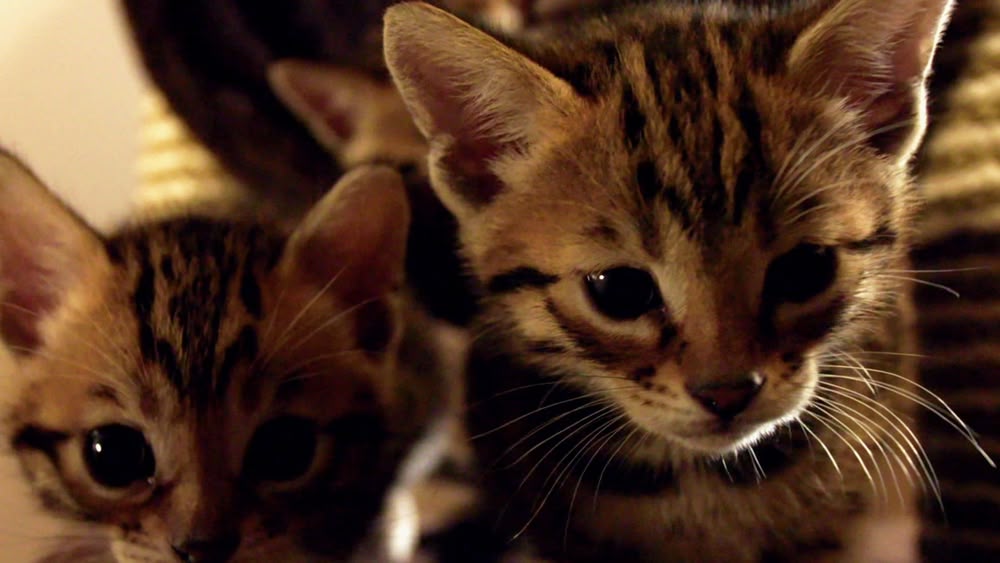 the secret life of kittens