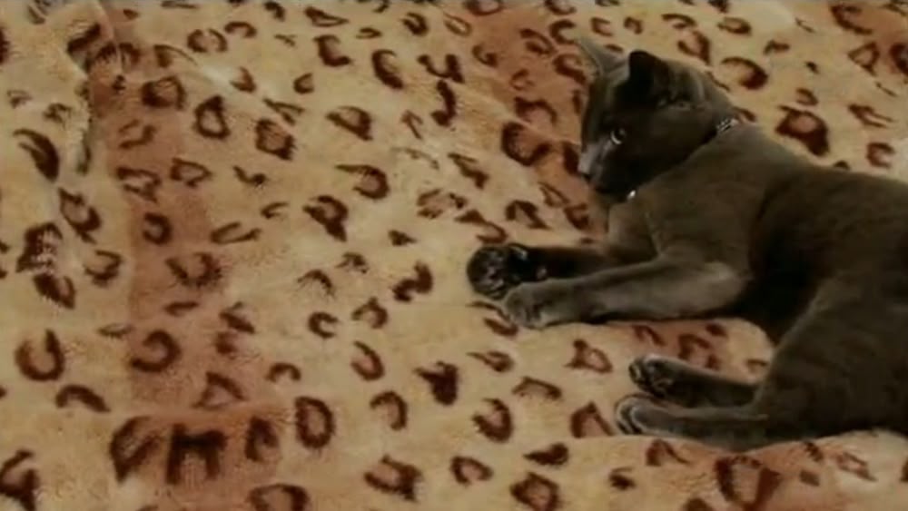 my cat from hell season 3 episode 3