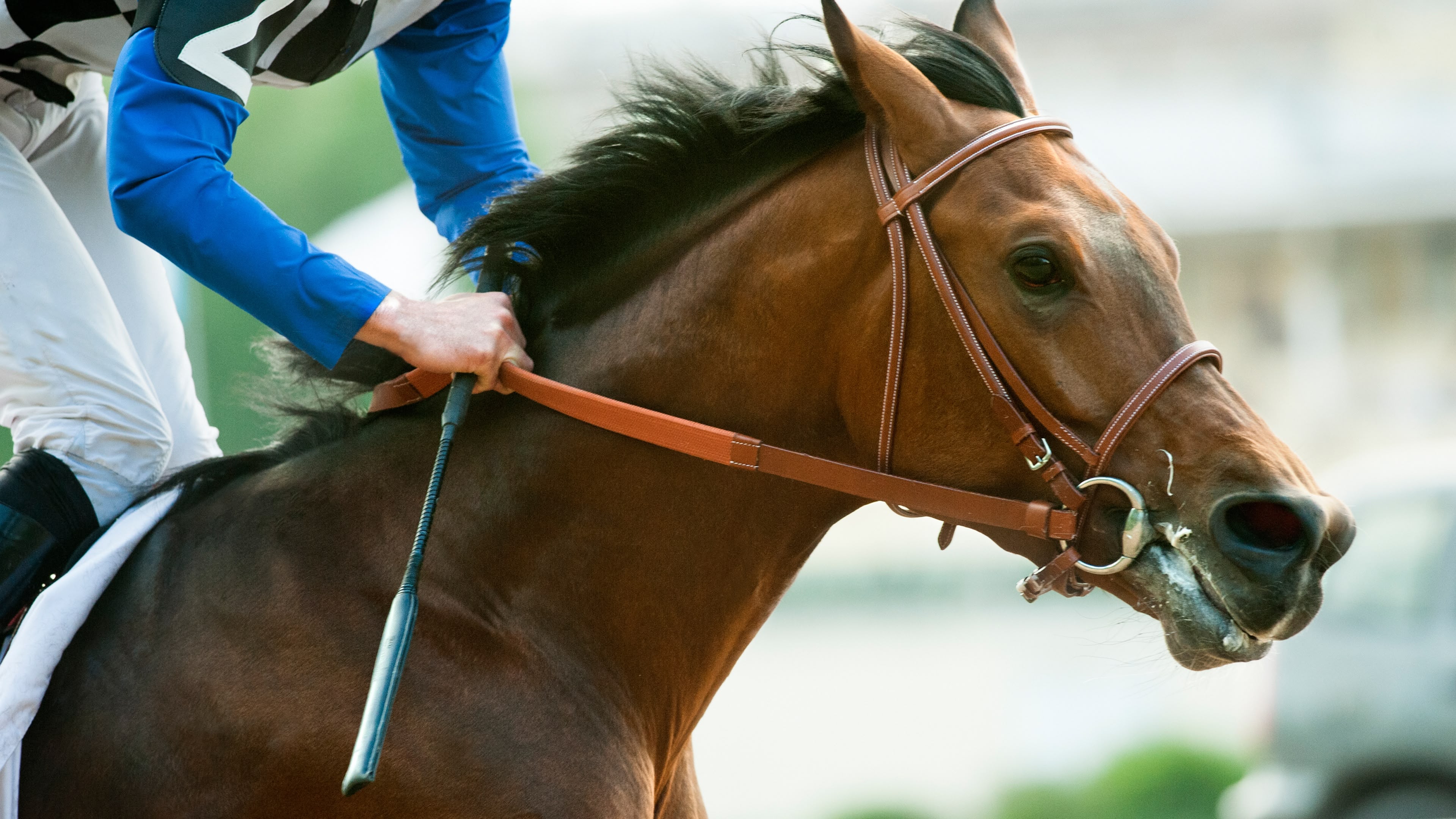 Cheltenham 2024 Willie Mullins