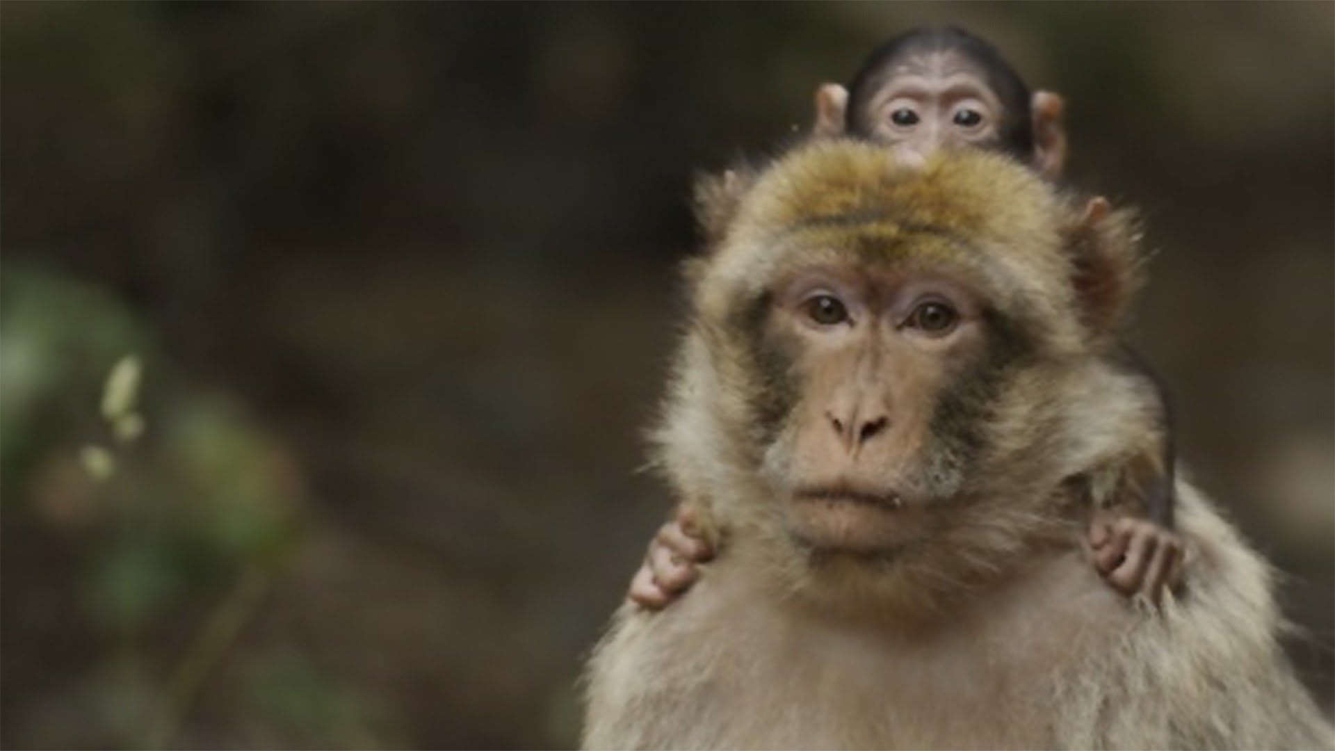 Darwin's Amazing Animals