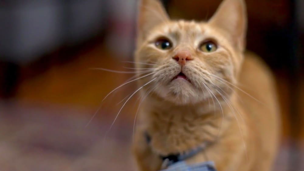 my cat from hell season 9 episode 8