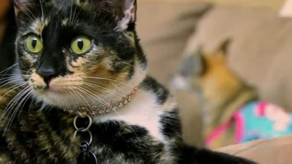 my cat from hell season 3 episode 8