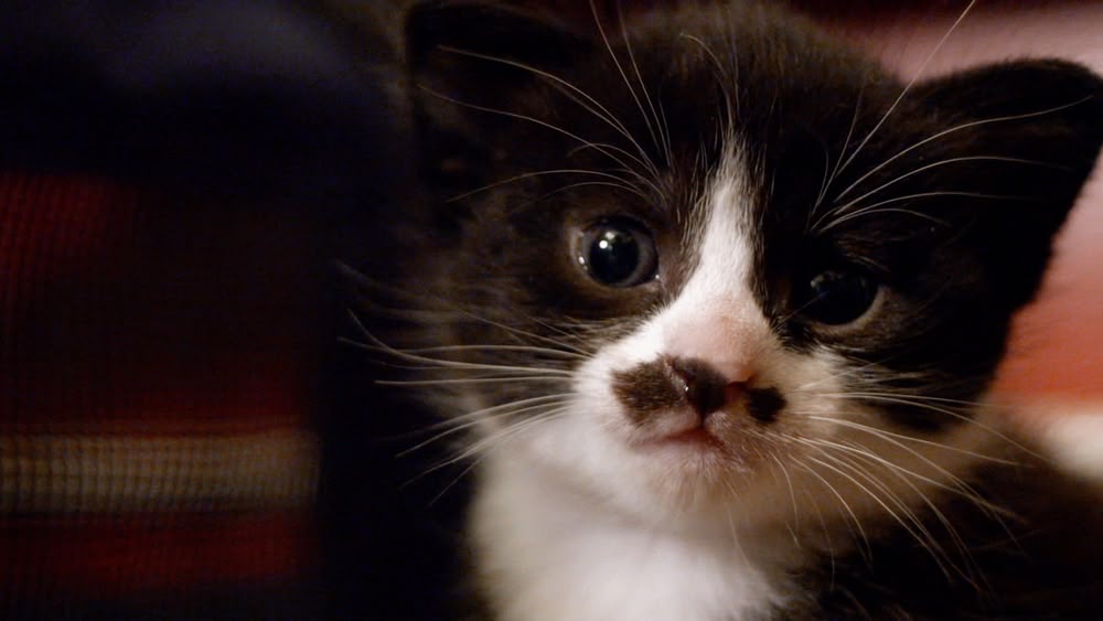 the secret life of kittens