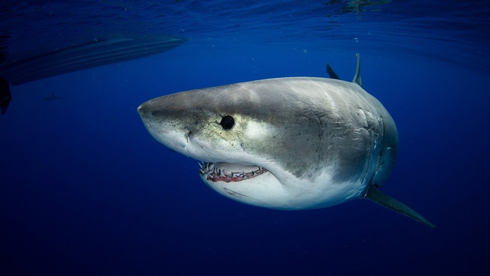 tiger shark vs great white shark
