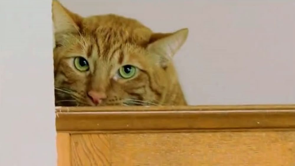 my cat from hell season 3 episode 3