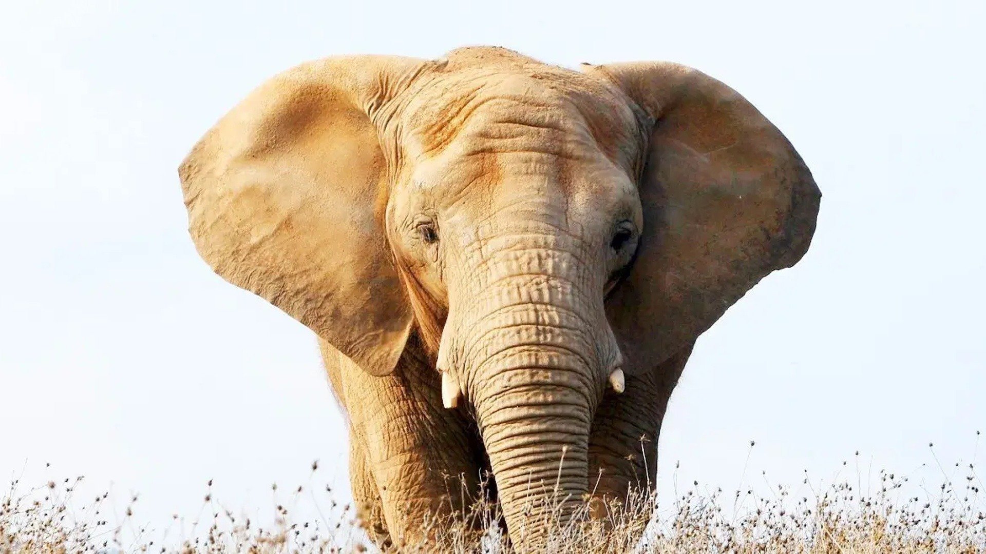 Watch Secrets of the Elephants TV Show - Streaming Online