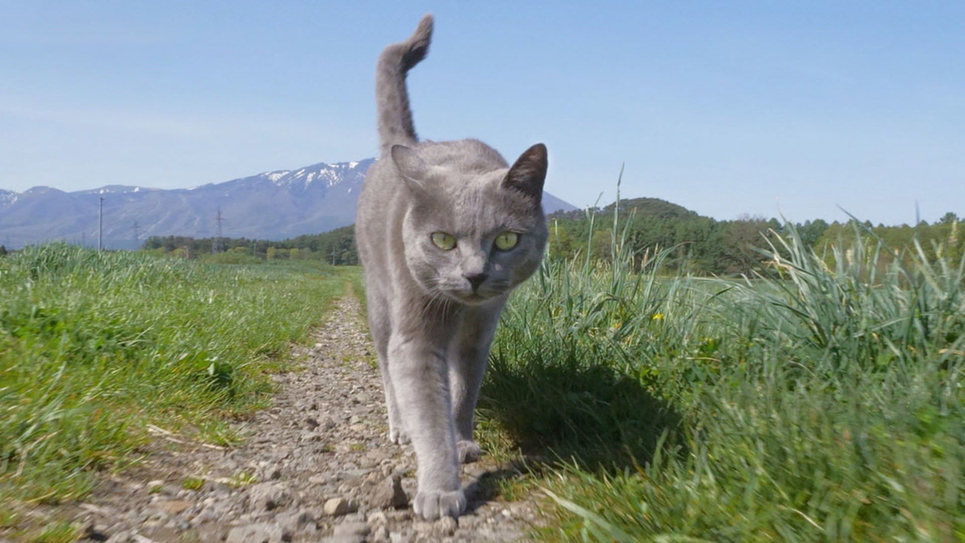 A Cat'sEye View of Japan