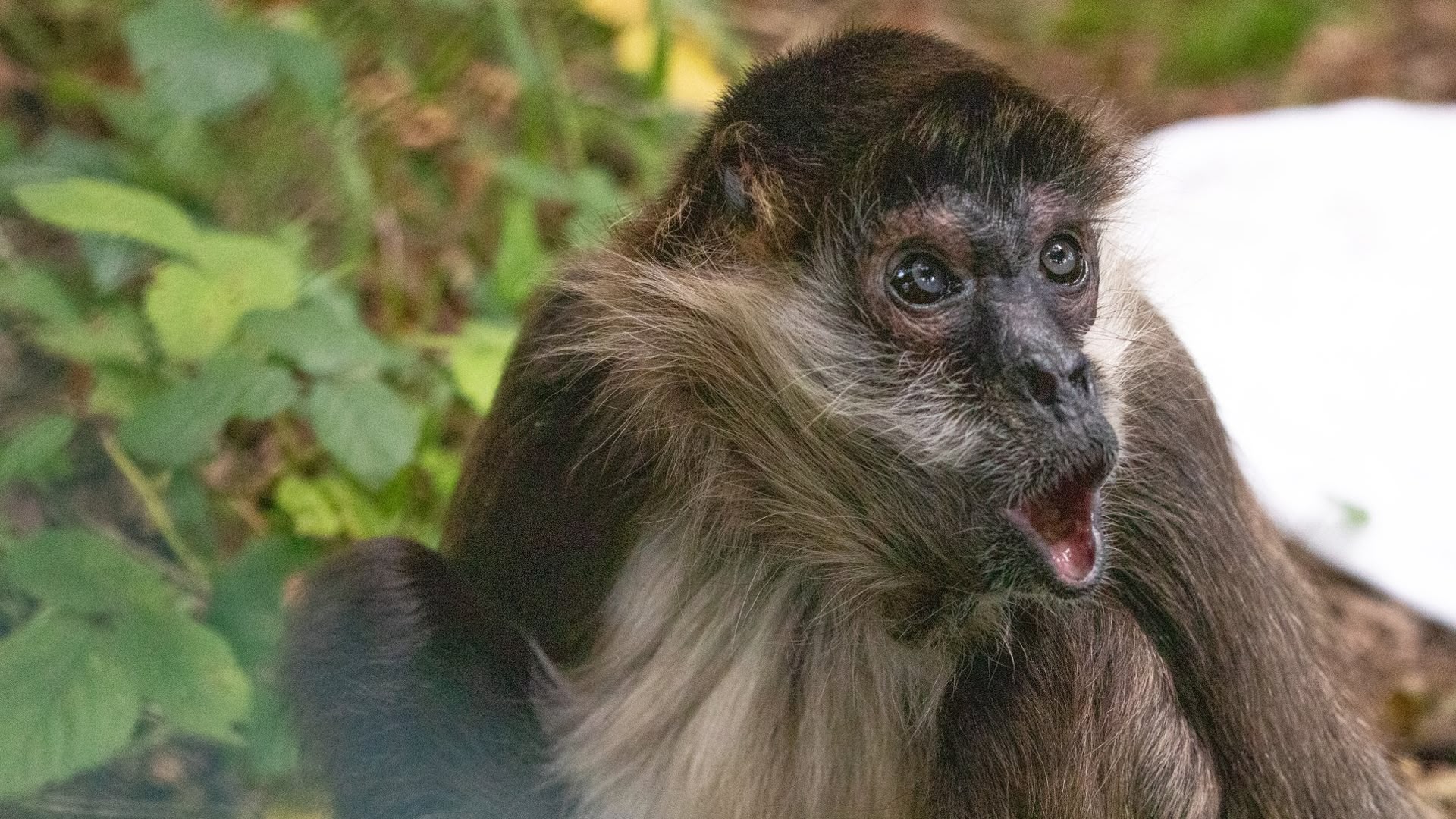 Monkey Life | Season 16 Episode 19 | Sky.com