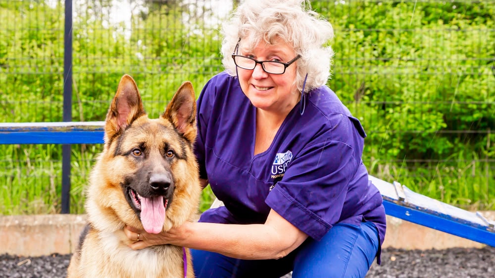 Are German Shepherd Carriers Of Strep Throat