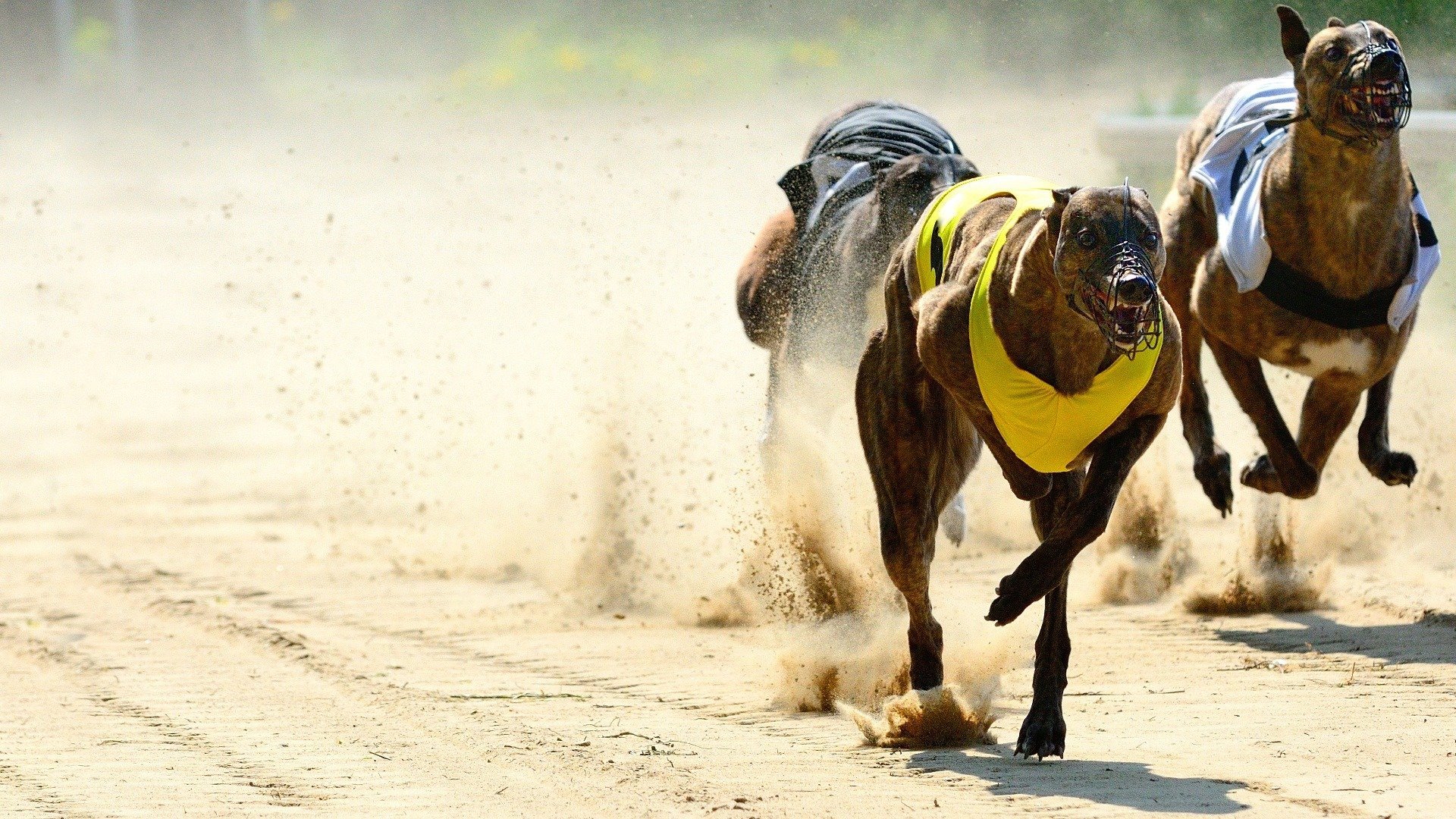 greyhound racing post        <h3 class=