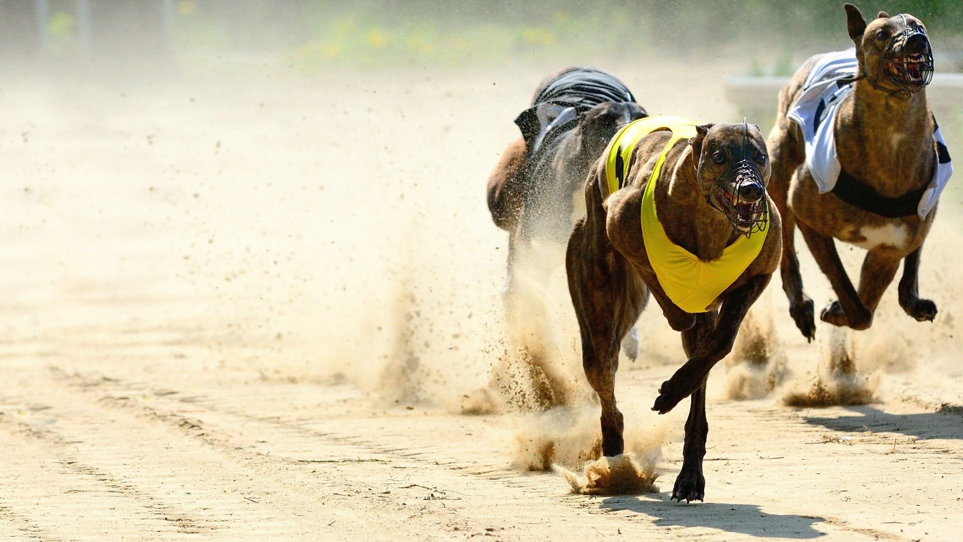 Greyhound store racing sky