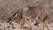 Wild Dogs Running With The Pack Sky