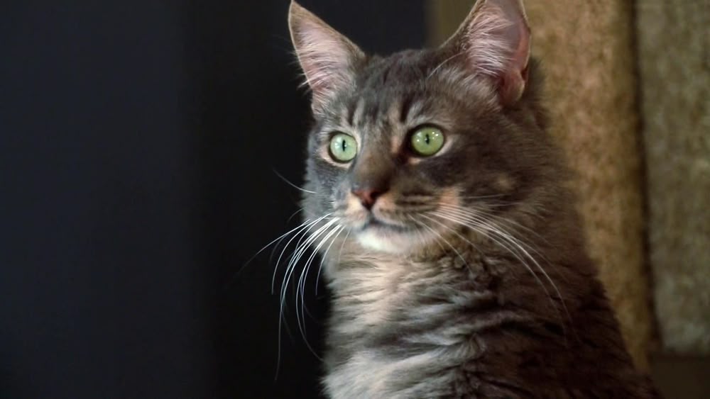 non breakaway cat collar