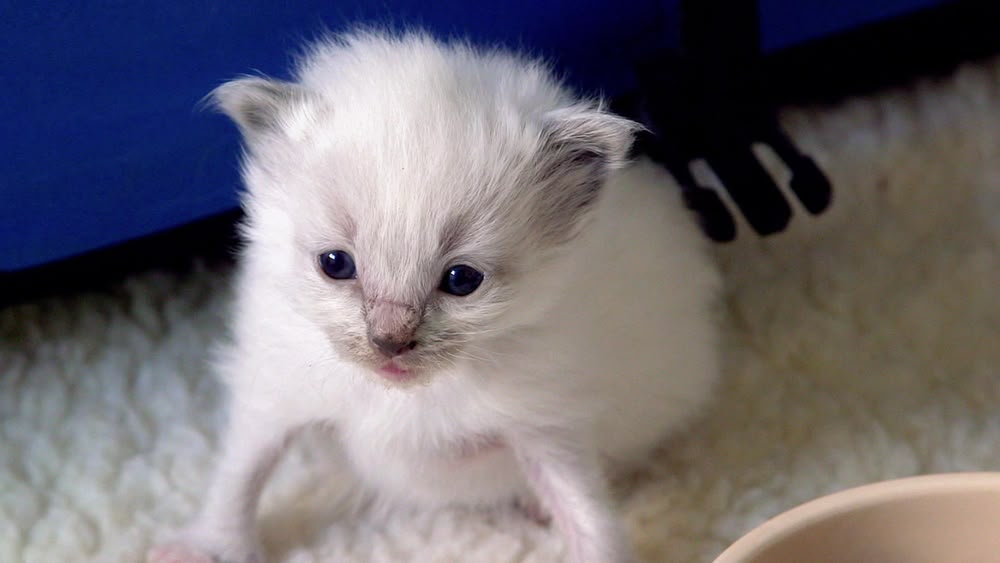 the secret life of kittens