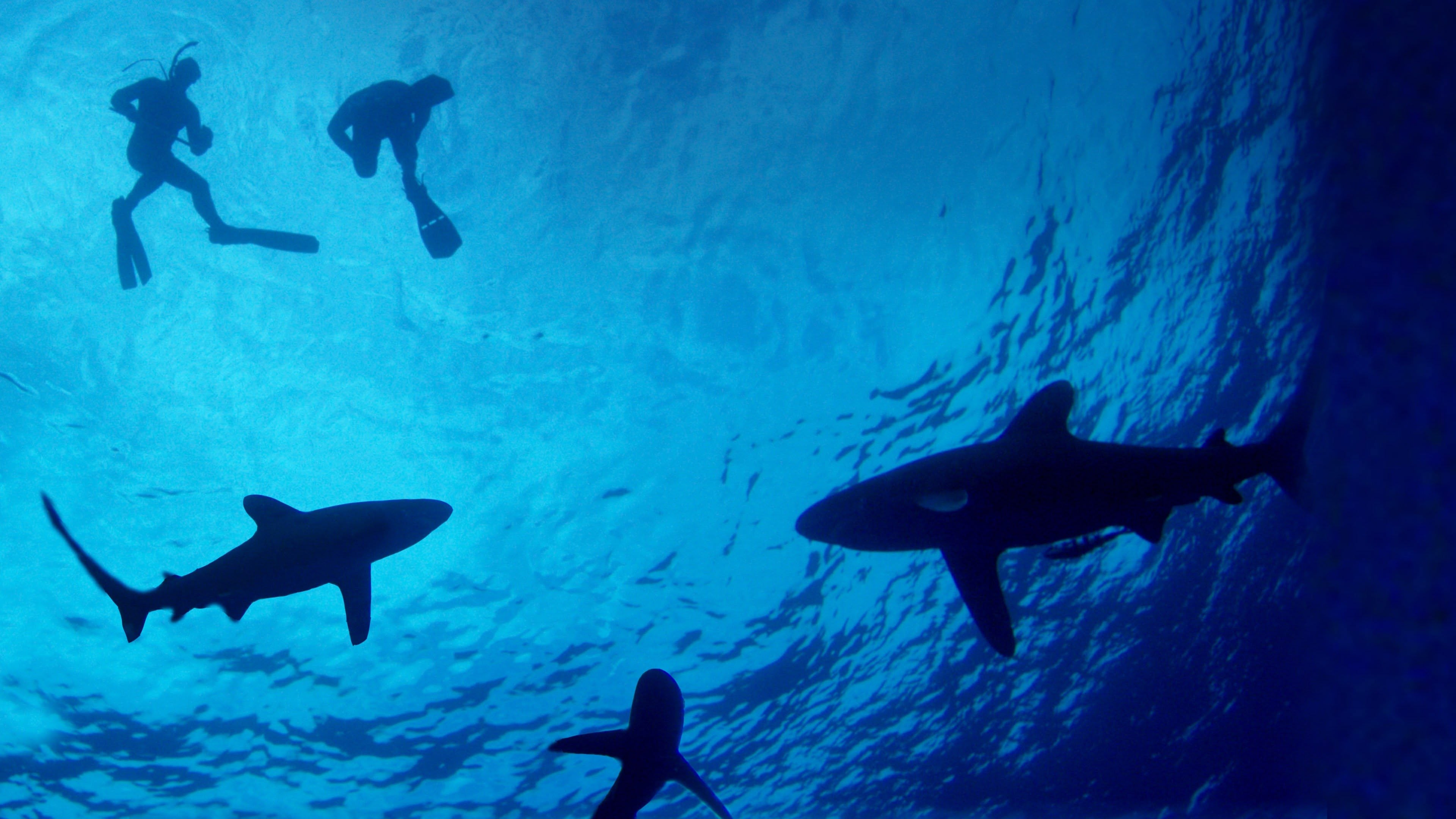 Sprayground shark shop infested skies