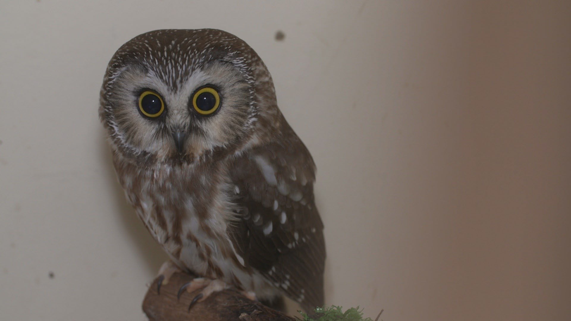 Hope for Wildlife Season 6 Episode 3