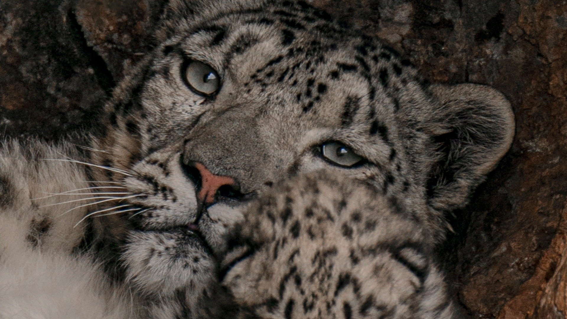 Snow Leopards And Friends Sky Com