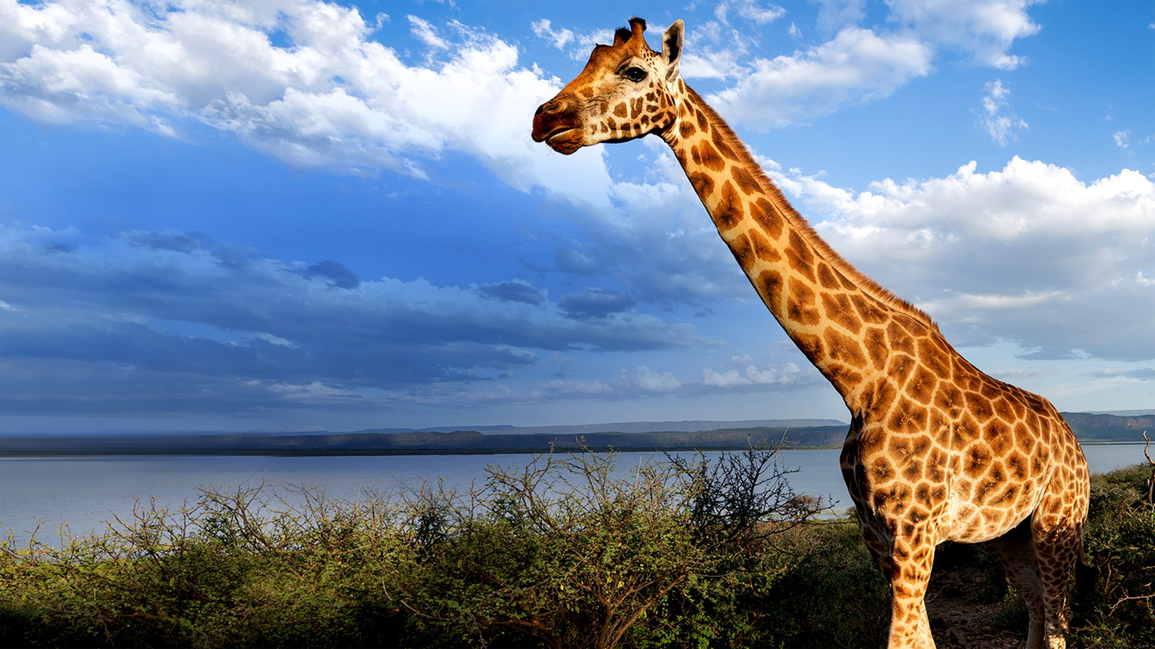Saving Giraffes: The Long Journey Home 