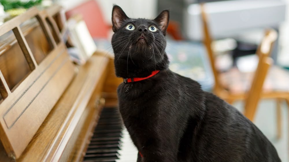 different types of schnauzers