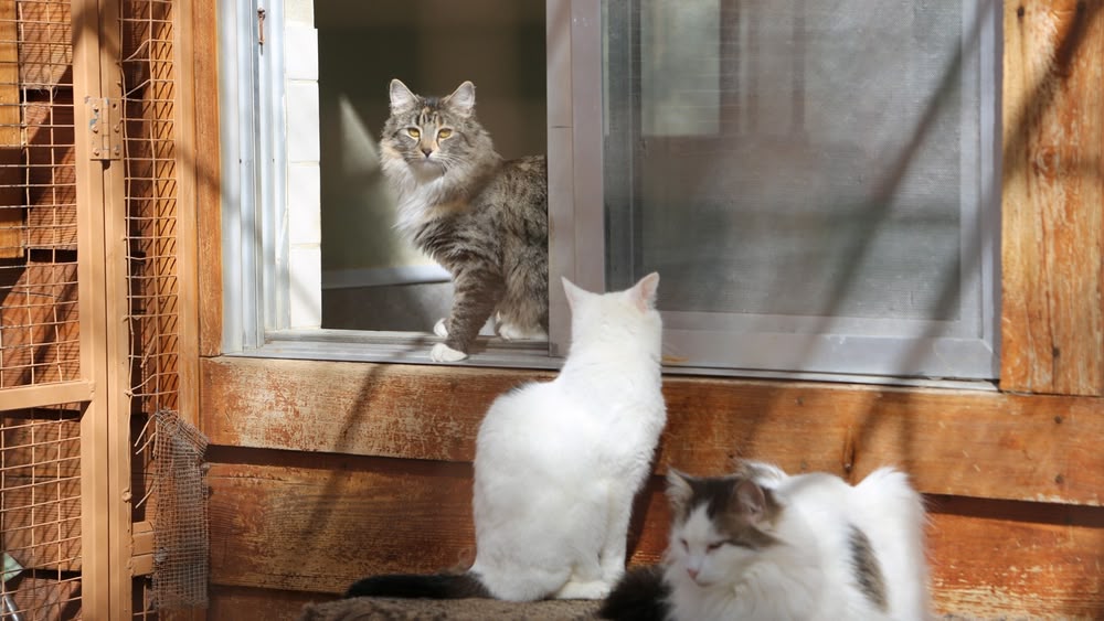 my cat from hell season 8