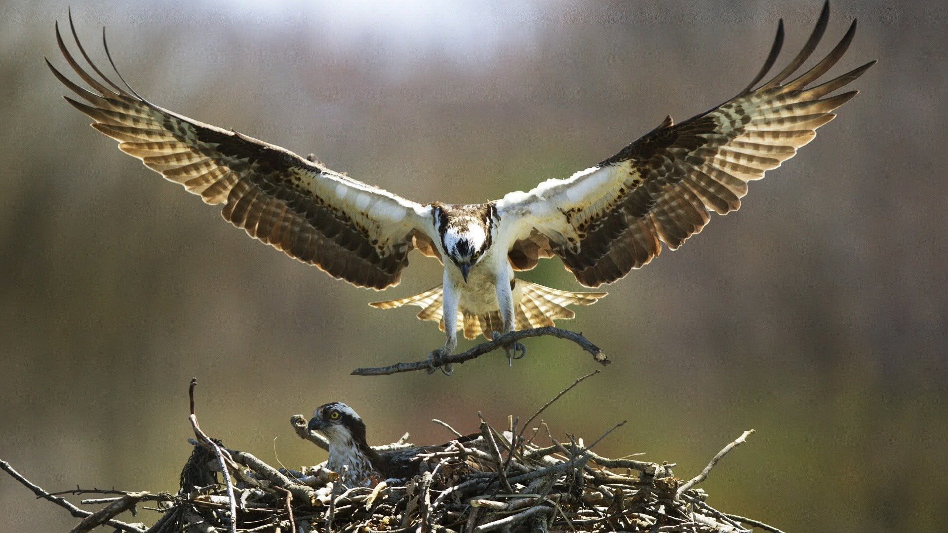 Osprey | Sky.com