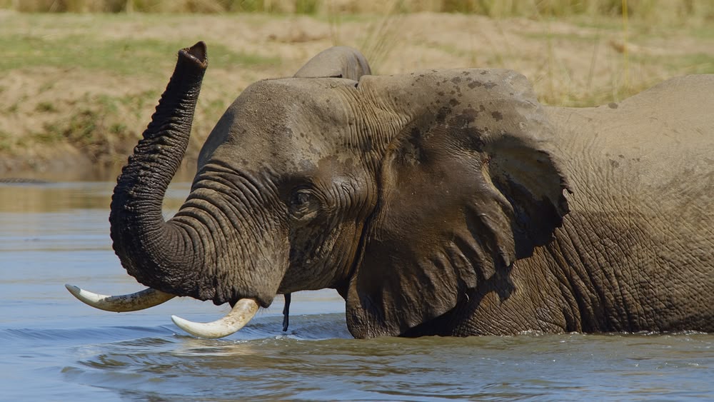 The Great Elephant Tale Sky Com